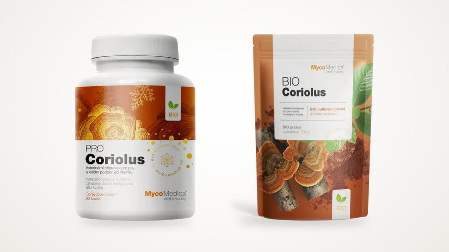 Coriolus (Trametes versicolor): čo hovorí výskum – vedecký prehľad