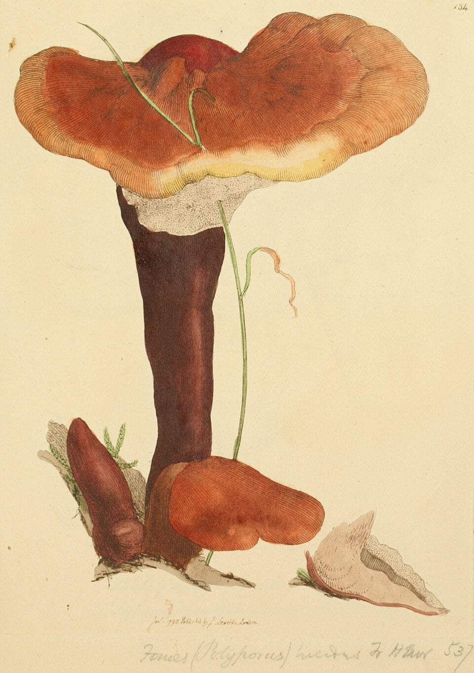 Reishi a Cordyceps: tradičné vitálne huby vo svetle výskumu