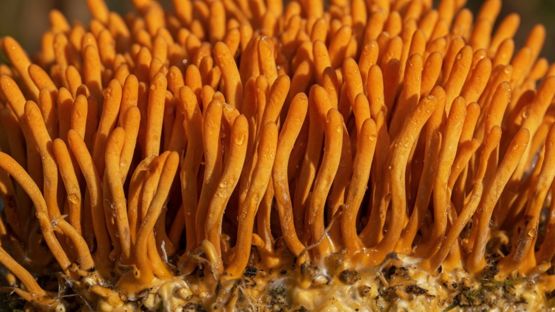 Cordyceps